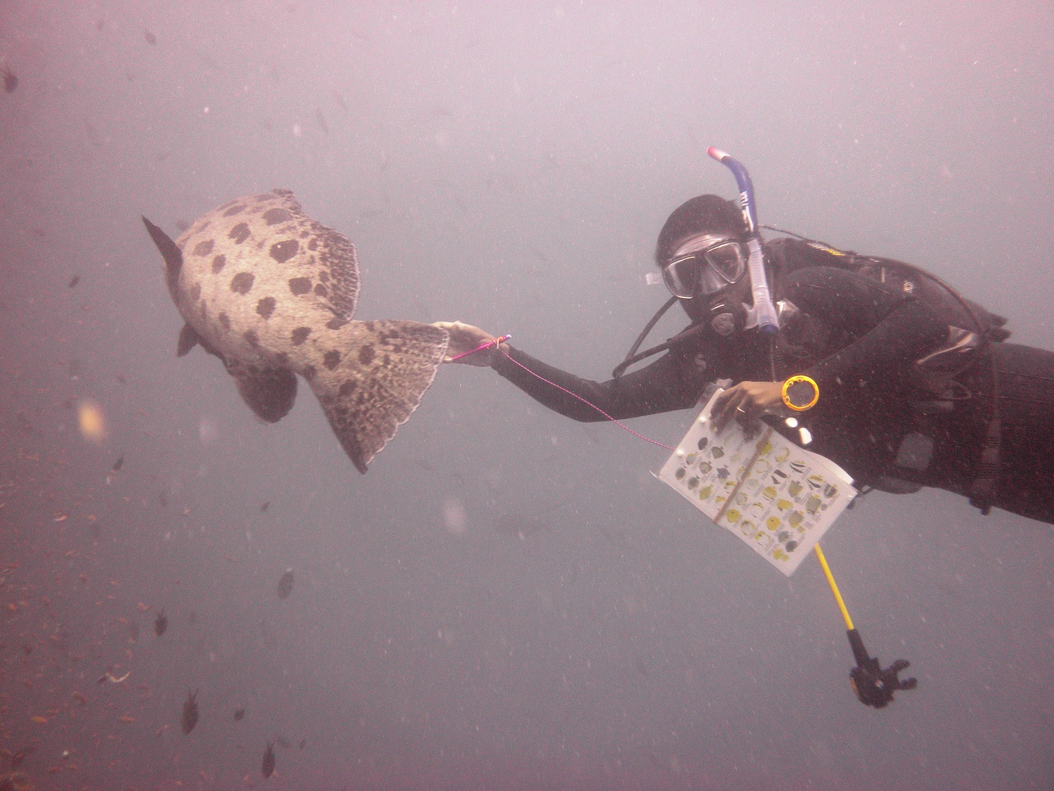 Lara diving_WWF-Mozambique