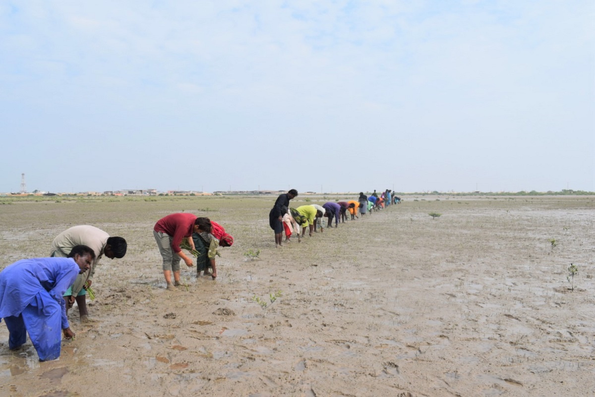 Ocean Witness Salim WWF-Pakistan Mangrove project